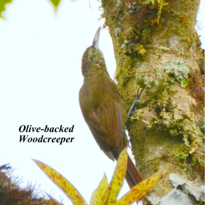 Olive-backed Woodcreeper